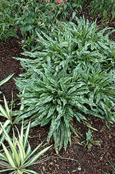 Cevennensis Lungwort (Pulmonaria longifolia 'Cevennensis') at Stonegate Gardens