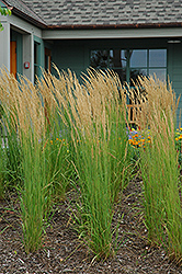 Karl Foerster Reed Grass (Calamagrostis x acutiflora 'Karl Foerster') at Stonegate Gardens