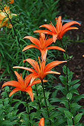 Orange Monarch Lily (Lilium 'Orange Monarch') at Stonegate Gardens