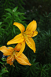 Golden Tapestry Lily (Lilium 'Golden Tapestry') at Stonegate Gardens