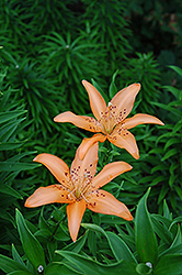 Hartford Lily (Lilium 'Hartford') at Stonegate Gardens
