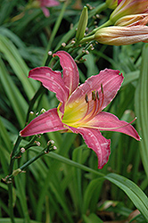 Charlemagne Daylily (Hemerocallis 'Charlemagne') at Stonegate Gardens