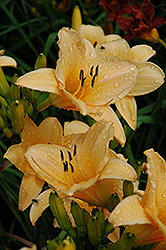 Picture Hat Daylily (Hemerocallis 'Picture Hat') at Stonegate Gardens