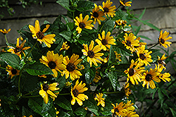 Karat False Sunflower (Heliopsis helianthoides 'Karat') at Stonegate Gardens