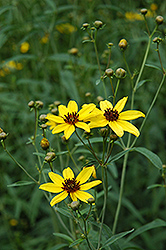 Tall Tickseed (Coreopsis tripteris) at A Very Successful Garden Center