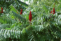 Staghorn Sumac (Rhus typhina) at Lakeshore Garden Centres