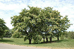 Amur Maackia (Maackia amurensis) at Lakeshore Garden Centres