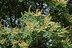 Amur Maackia (Maackia amurensis) at Stonegate Gardens