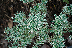 First Blush Spurge (Euphorbia polychroma 'First Blush') at Stonegate Gardens