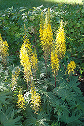 Przewalsky Rayflower (Ligularia przewalskii) at Stonegate Gardens