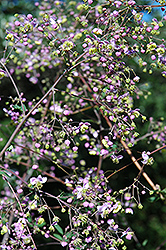 Rochebrun Meadow Rue (Thalictrum rochebrunianum) at Stonegate Gardens