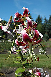 Northern Beauty Lily (Lilium 'Northern Beauty') at Stonegate Gardens