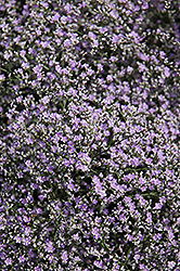 Sea Lavender (Limonium latifolium) at Stonegate Gardens