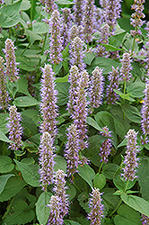 Blue Fortune Anise Hyssop (Agastache 'Blue Fortune') at The Mustard Seed
