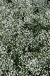 Common Baby's Breath (Gypsophila paniculata) at Lakeshore Garden Centres