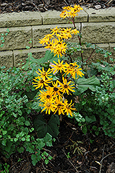 Desdemona Rayflower (Ligularia dentata 'Desdemona') at Lakeshore Garden Centres