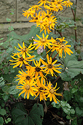 Desdemona Rayflower (Ligularia dentata 'Desdemona') at Lakeshore Garden Centres