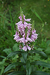 Obedient Plant (Physostegia virginiana) at Stonegate Gardens