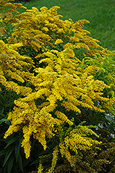 Crown Of Rays Goldenrod (Solidago 'Crown Of Rays') at Stonegate Gardens