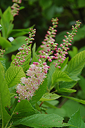 Ruby Spice Summersweet (Clethra alnifolia 'Ruby Spice') at Lakeshore Garden Centres