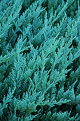 Blue Chip Juniper (Juniperus horizontalis 'Blue Chip') at Stonegate Gardens