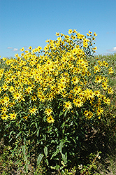 False Sunflower (Heliopsis scabra) at Stonegate Gardens