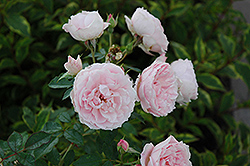Morden Blush Rose (Rosa 'Morden Blush') at Stonegate Gardens