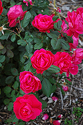 Winnipeg Parks Rose (Rosa 'Winnipeg Parks') at A Very Successful Garden Center