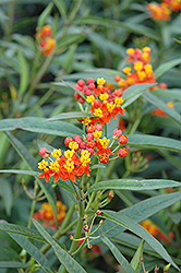 Red Butterfly Milkweed (Asclepias curassavica 'Red Butterfly') at Stonegate Gardens
