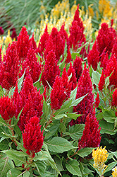 Fresh Look Red Celosia (Celosia 'Fresh Look Red') at Stonegate Gardens