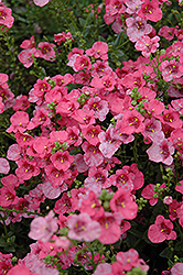 Darla Rose Twinspur (Diascia 'Darla Rose') at A Very Successful Garden Center