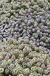 Pastel Carpet Alyssum (Lobularia maritima 'Pastel Carpet') at Stonegate Gardens