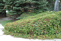 Woodbine (Parthenocissus inserta) at Stonegate Gardens