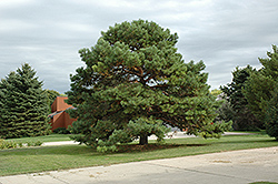 Scotch Pine (Pinus sylvestris) at A Very Successful Garden Center