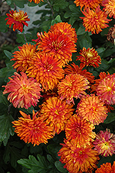 Morden Delight Chrysanthemum (Chrysanthemum 'Morden Delight') at Stonegate Gardens