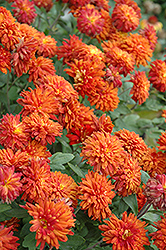 Morden Delight Chrysanthemum (Chrysanthemum 'Morden Delight') at Lakeshore Garden Centres