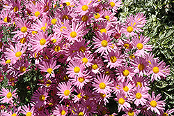 Fanfare Mix Chrysanthemum (Chrysanthemum 'Fanfare Mix') at Stonegate Gardens