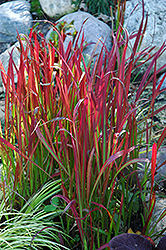 Red Baron Japanese Blood Grass (Imperata cylindrica 'Red Baron') at Lakeshore Garden Centres