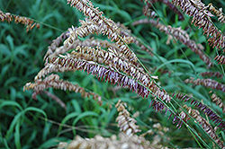 Purple Melic Grass (Melica altissima 'Atropurpurea') at Stonegate Gardens