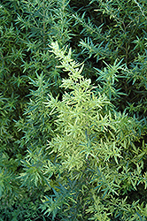 Oriental Limelight Artemisia (Artemisia vulgaris 'Oriental Limelight') at Stonegate Gardens