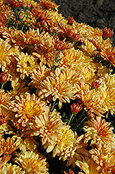 Tiger Tail Chrysanthemum (Chrysanthemum 'Tiger Tail') at Stonegate Gardens