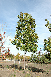 Unity Sugar Maple (Acer saccharum 'Unity') at Stonegate Gardens