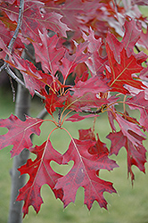 Northern Pin Oak (Quercus ellipsoidalis) at Stonegate Gardens