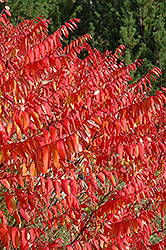 Smooth Sumac (Rhus glabra) at Lakeshore Garden Centres