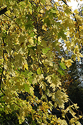 Silver Maple (Acer saccharinum) at Lakeshore Garden Centres