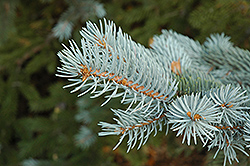 Blue Colorado Spruce (Picea pungens 'var. glauca') at Stonegate Gardens