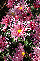 Centerpiece Chrysanthemum (Chrysanthemum 'Centerpiece') at Stonegate Gardens
