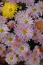 Centerpiece Chrysanthemum (Chrysanthemum 'Centerpiece') at Stonegate Gardens