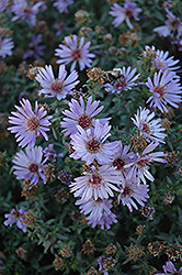 Woods Blue Aster (Symphyotrichum 'Woods Blue') at Stonegate Gardens
