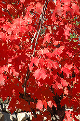 Fall Red Sugar Maple (Acer saccharum 'Fall Red') at Stonegate Gardens